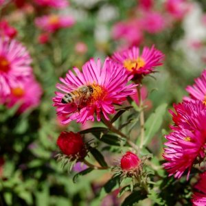 Astra krovitá (Aster dumosus) ´ANNEKE´, kont. P9